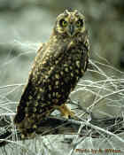 Short Eared Owl - Photo copyright Andrew Wilson