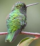 Short-tailed Emerald - Photo copyright Jurgen Beckers