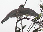Short-tailed Hawk - Photo copyright Pascal Dubois