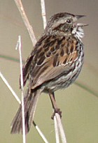 Sierra Madre Sparrow - Photo copyright Manuel Grosselet