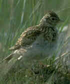 Skylark - Courtesy of the Royal Society for the Protection of Birds