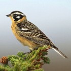 Smith's Longspur - Photo copyright Robert Royce