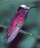 Snowcap - Photo copyright Greg Lasley