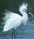 Snowy Egret - High breeding density - Photo copyright Greg Rothschild