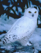 Snowy Owl - Photo copyright by Ruth Sullivan