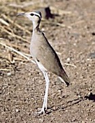 Somali Courser - Photo copyright Paul and Helen Harris