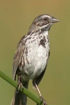Song Sparrow - Photo copyright Manuel Grosselet