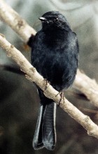 Southern Black-Flycatcher - Photo copyright Stefan Monecke