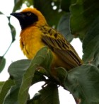 Southern Masked-Weaver - Photo copyright Kevin Griffin