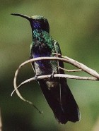 Sparkling Violet-ear - Photo copyright Peter Jones