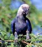 Spix's Macaw - ENDANGERED - Photo copyright Loro Parque Fundación