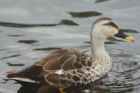 Spot-billed Duck - Photo copyright Jan Harteman