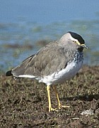 Spot-breasted Lapwing (Plover)  - Photo copyright David Massie
