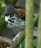 Spotted Antbird - Photo copyright Glen Tepke