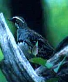Spotted Quail-thrush - Photo copyright Don Roberson