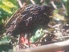 Spotted Rail - Photo copyright Alec Earnshaw