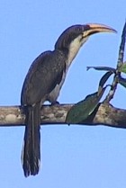 Sri Lanka Grey Hornbill - Photo copyright Wim van der Schot