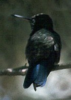 Steely-vented Hummingbird - Photo copyright Allen Chartier