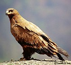Steppe Eagle - Photo copyright Sumit Sen