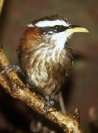 Streak-breasted Scimitar-Babbler - Photo copyright Sujan Chatterjee