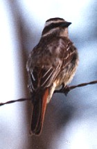 Streaked Flycatcher - Photo copyright Trev Feltham