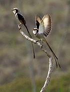 Streamer-tailed Tyrant - Photo copyright Simon Woolley
