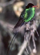 Streamertail - Photo copyright Allen Chartier