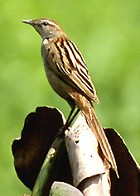 Striated Grassbird - Photo copyright Sumit Sen
