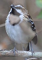 Stripe-backed Antbird - Photo copyright Arthur Grosset