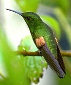 Stripe-tailed Hummingbird - Photo copyright Giuliano Gerra and Silvio Sommazzi