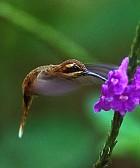 Stripe-throated Hermit - Photo copyright Steve Nanz
