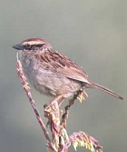 Striped Sparrow - Photo copyright Manuel Grosselet