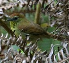 Striped Tit-Babbler - Photo copyright Hideo Tani