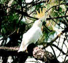 Sulphur-Crested Cockatoo - Photo copyright Nick Lowton