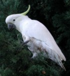 Sulphur-crested Cockatoo - Photo copyright Trevor Quested