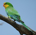 Superb Parrot - Photo copyright Ian Montgomery