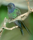 Swallow-tailed Hummingbird - Photo copyright Arthur Grosset