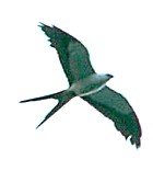 Swallow-tailed Kite - Photo copyright Arthur Grosset