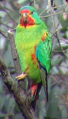 Swift Parrot - Photo copyright Paul Hackett