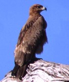 Tawny Eagle - Photo copyright Tony Galvan