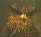Tawny Fish-Owl - Photo copyright C. C. Chang