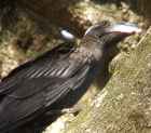 Thick-billed Raven - Photo copyright Didier Godreau