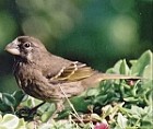 Thick-billed Seedeater - Photo copyright Paula nd Helen Harris