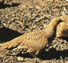 Tibetan Sandgrouse - Photo copyright Tang Jun