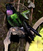 Tourmaline Sunangel - Photo copyright Tropical Birding