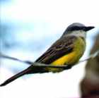 Tropical Kingbird - Photo copyright Jean Coronel