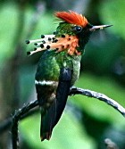 Tufted Coquette - Photo copyright Larry Master