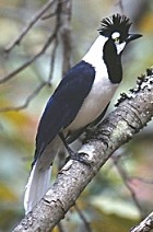 Tufted Jay - Photo copyright James Ownby