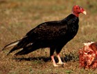 Turkey Vulture - Photo copyright Torborg Berge