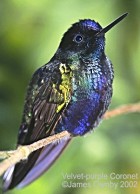 Velvet-purple Coronet - Photo copyright James Ownby